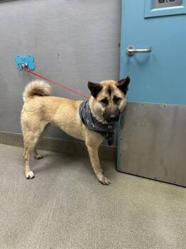 German Shepherd Dog Dogs Available for Adoption - LEYAH | PetCurious