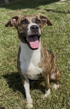 JESS -  Pit Bull Terrier and Mixed Breed Dog for Adoption in Rosenberg, Texas - JESS | PetCurious
