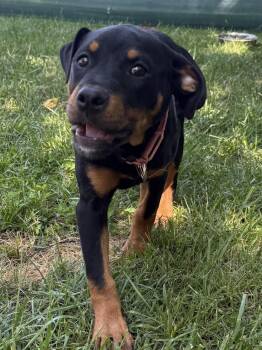 Rottweiler Dogs Available for Adoption in Mooresville, North Carolina - Rosie | PetCurious