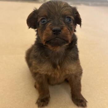 Poodle and Mixed Breed Dogs Available for Adoption in San Pablo, California - Rouge | PetCurious