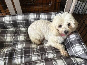 Lois -  Maltipoo Dog for Adoption in Union Grove, Wisconsin - Lois | PetCurious