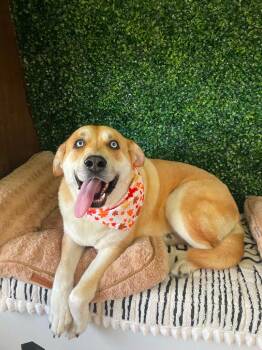 Duke -  Husky and Mixed Breed Dog for Adoption in Carthage, Missouri - Duke | PetCurious