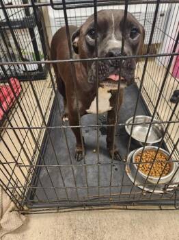 Siro -  Mixed Breed Dog for Adoption in Mobile, Alabama - Siro | PetCurious