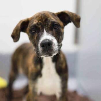 Buster -  Mixed Breed Dog for Adoption in Atlanta, Georgia - Buster | PetCurious