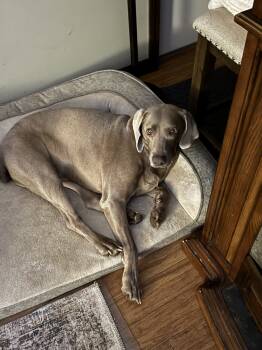 Rescue Weimaraner Dogs for Adoption in Grand Rapids, Michigan - Mikey | PetCurious