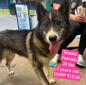 Azula- -  Shiba Inu and Husky Dog for Adoption in Warren, Michigan - Azula- | PetCurious