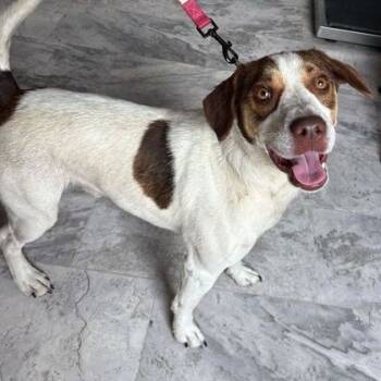 Rescue Beagle and Jack Russell Terrier Dogs for Adoption in Fairfax Station, Virginia - Tate | PetCurious