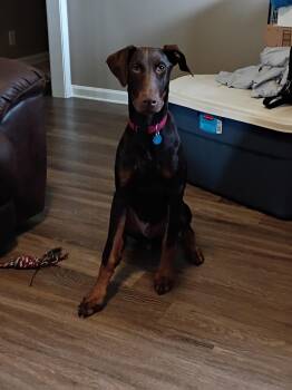 Rescue Doberman Pinscher Dogs for Adoption in Nashville, Tennessee - Major | PetCurious