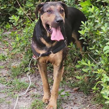 Kruger -  Mixed Breed Dog for Adoption in Lake Panasoffkee, Florida - Kruger | PetCurious