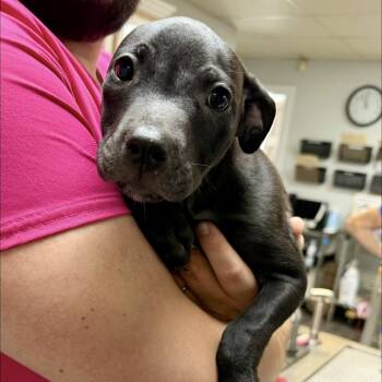 Moonshine -  Pit Bull Terrier Dog for Adoption in Semmes, Alabama - Moonshine | PetCurious