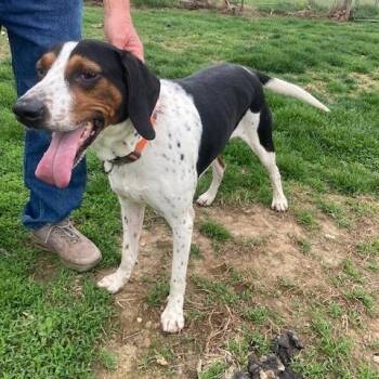 Treeing Walker Coonhound Dogs Available for Adoption - LUKE DUKE | PetCurious