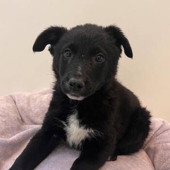 Baron Von Zoom -  German Shepherd Dog and Border Collie Dog for Adoption in Murray, Utah - Baron Von Zoom | PetCurious