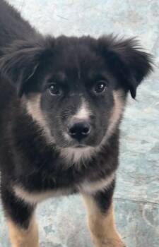 Rescue Australian Shepherd and Great Pyrenees Dogs for Adoption in St. Peters, Missouri - Zelda | PetCurious