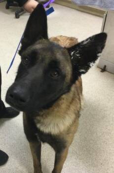 Belgian Shepherd Malinois Dogs Available for Adoption - JEAN-CLAUDE VANDAMN | PetCurious