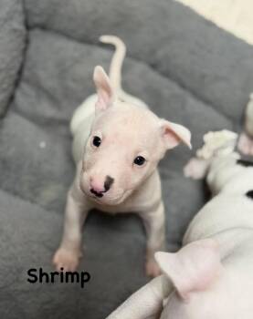 Bull Terrier Dogs Available for Adoption in Lutz, Florida - Shrimp | PetCurious