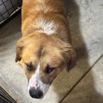 Saint Bernard and Mixed Breed Dogs Available for Adoption in Birmingham, Alabama - Beetee | PetCurious