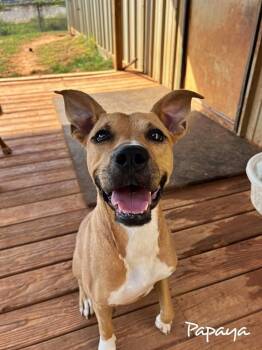 Rescue American Staffordshire Terrier Dogs for Adoption in Fairhope, Alabama - Papaya | PetCurious