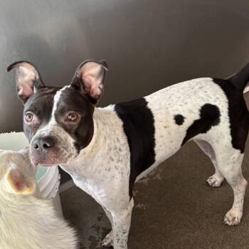 Pit Bull Terrier and Boston Terrier Dogs Available for Adoption in San Diego, California - Bubbles | PetCurious