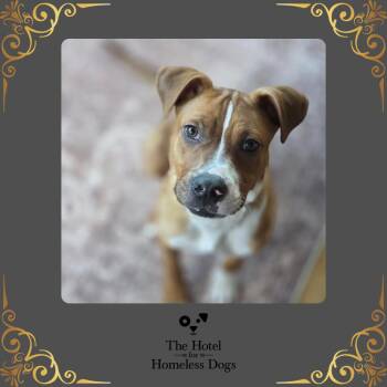 Toby -  Labrador Retriever and American Staffordshire Terrier Dog Available for Adoption in Cumberland, Rhode Island - Toby | PetCurious