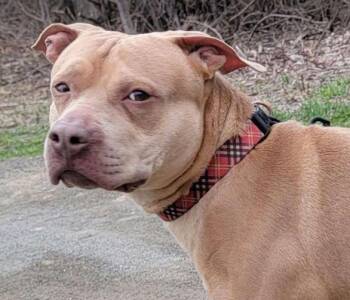 Pit Bull Terrier Dogs Available for Adoption in Albany, New York - Tedrick (3 Years Old) | PetCurious