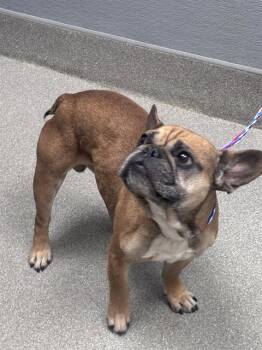 POWERS -  French Bulldog Dog for Adoption in Las Vegas, Nevada - POWERS | PetCurious