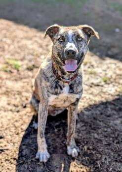 Husky and German Shepherd Dog Dogs Available for Adoption - Theodore - Bdm | PetCurious