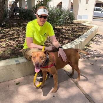 Pit Bull Terrier Dogs Available for Adoption in Ojai, California - Hennessy | PetCurious