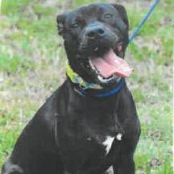 Black Labrador Retriever and Terrier Dogs Available for Adoption in West Palm Beach, Florida - Biscoff | PetCurious