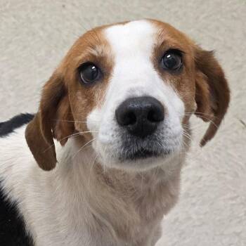 Saratoga Springs -  Hound and Mixed Breed Dog for Adoption in Chatham, Virginia - Saratoga Springs | PetCurious