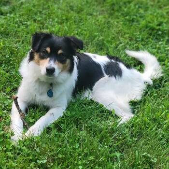 MacMillan -  Border Collie and Australian Shepherd Dog for Adoption in Fredericksburg, Virginia - MacMillan | PetCurious