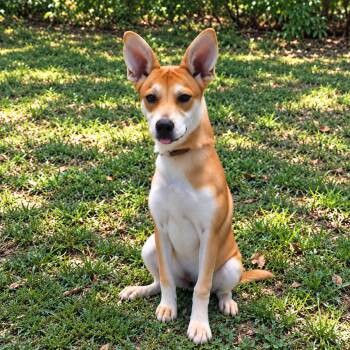FREYA (Rescues Welcome) -  Carolina Dog Dog for Adoption in Wyandotte, Michigan - FREYA (Rescues Welcome) | PetCurious