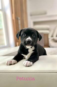 Labrador Retriever Dogs Available for Adoption in Semmes, Alabama - Petunia | PetCurious