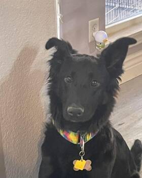 German Shepherd Dog Dogs Available for Adoption - Brielle | PetCurious