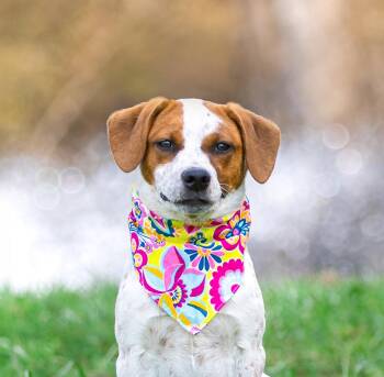 Mixed Breed Dogs Available for Adoption - Lainey