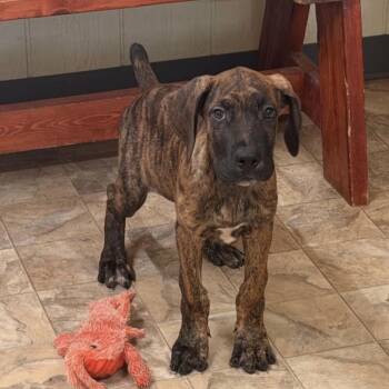 Ace -  Great Dane Dog for Adoption in Pilot Point, Texas - Ace | PetCurious