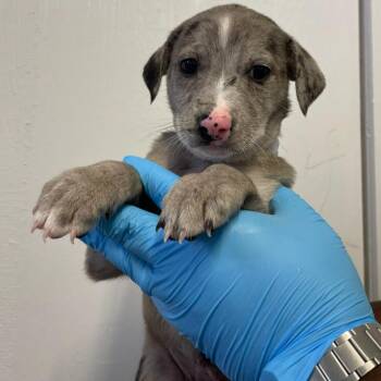 Catahoula Leopard Dog and Labrador Retriever Dogs Available for Adoption in Hattiesburg, Mississippi - Arya | PetCurious