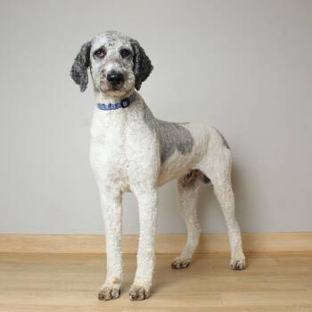 Galileo D69849 -  Standard Poodle Dog for Adoption in Minnetonka, Minnesota - Galileo D69849 | PetCurious