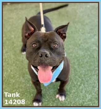 Rescue Pit Bull Terrier and American Bully Dogs for Adoption in Marietta, Georgia - TANK | PetCurious