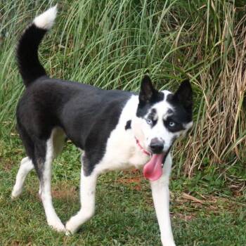 Princess -  Siberian Husky Dog for Adoption in Hope Mills, North Carolina - Princess | PetCurious