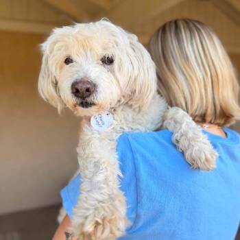 Chacho Charger -  Maltese Dog for Adoption in Ramona, California - Chacho Charger | PetCurious