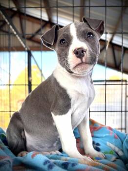 Rescue Mixed Breed Dogs for Adoption in Northwood, New Hampshire - Azul | PetCurious