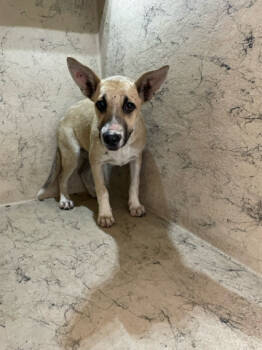 Rescue Mixed Breed Dogs for Adoption in West Palm Beach, Florida - JENNIFER | PetCurious