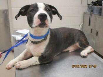 Moomoo(322) -  Pit Bull Terrier Dog for Adoption in Marietta, Georgia - Moomoo(322) | PetCurious