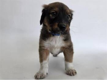 Labrador Retriever Dogs Available for Adoption - BILLY | PetCurious