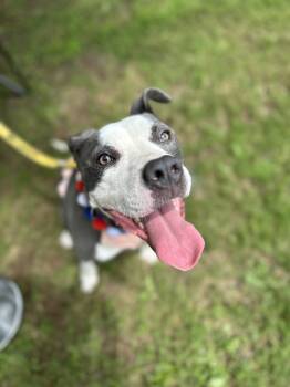 Mabel -  Pit Bull Terrier Dog for Adoption in Roswell, Georgia - Mabel | PetCurious