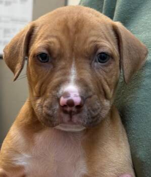 CHARLIE -  Pit Bull Terrier Dog for Adoption in Elizabethton, Tennessee - CHARLIE | PetCurious