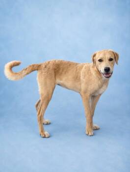 Milkshake -  Labrador Retriever Dog for Adoption in Rock Springs, Wyoming - Milkshake | PetCurious