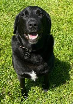 Remy 12 -  Black Labrador Retriever Dog for Adoption in Killingworth, Connecticut - Remy 12 | PetCurious