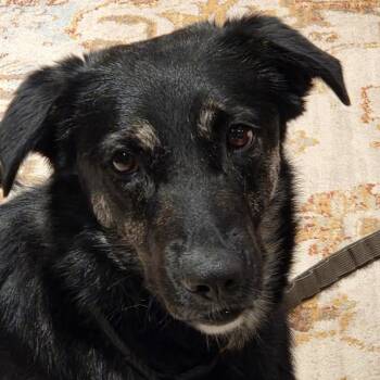 Noir -  Collie and Shepherd Dog for Adoption in Toronto, Ontario - Noir | PetCurious