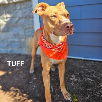 Tuff -  Pit Bull Terrier and Labrador Retriever Dog for Adoption in Madisonville, Tennessee - Tuff | PetCurious